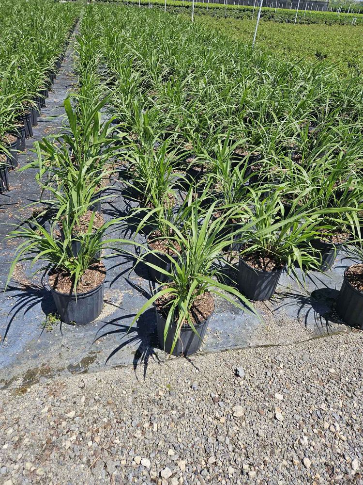 tripsacum-dactyloides-fakahatchee-grass-eastern-gamagrass