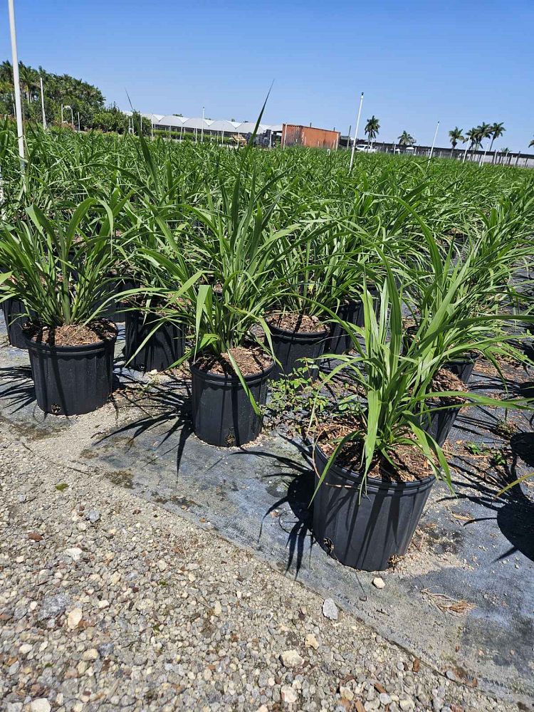 tripsacum-dactyloides-fakahatchee-grass-eastern-gamagrass