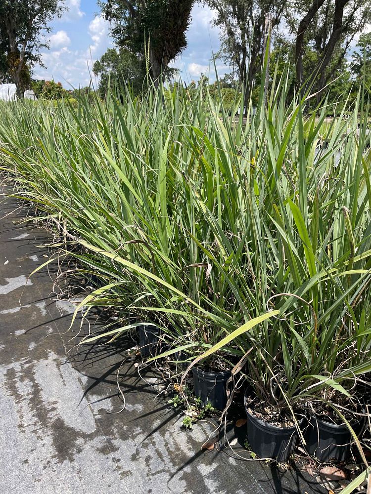 tripsacum-dactyloides-fakahatchee-grass-eastern-gamagrass