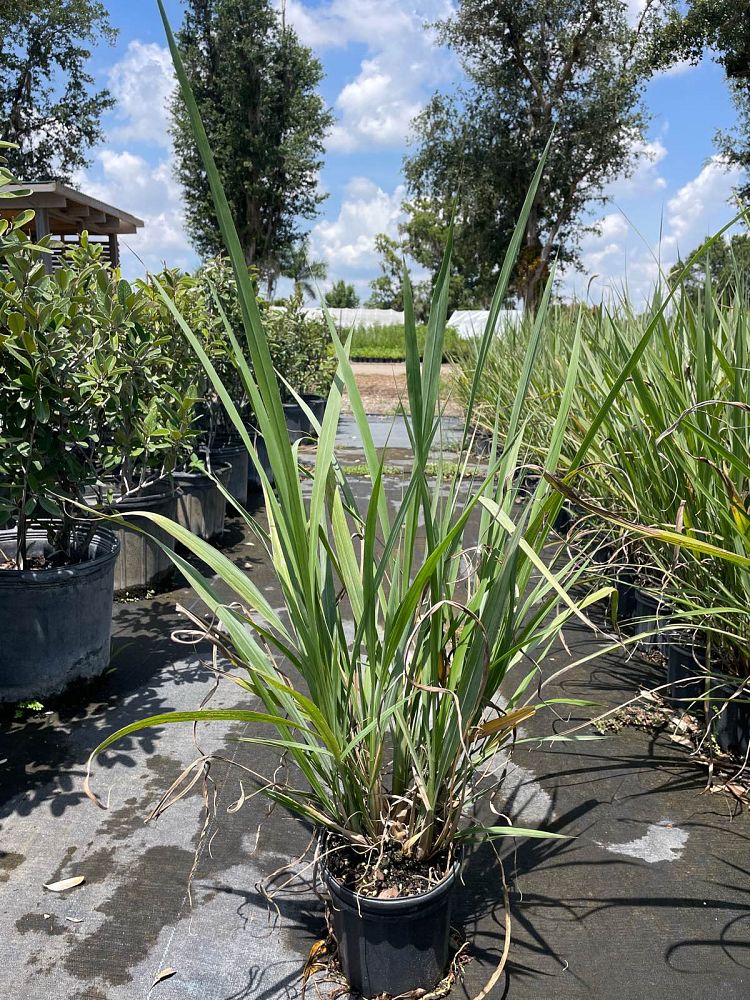 tripsacum-dactyloides-fakahatchee-grass-eastern-gamagrass