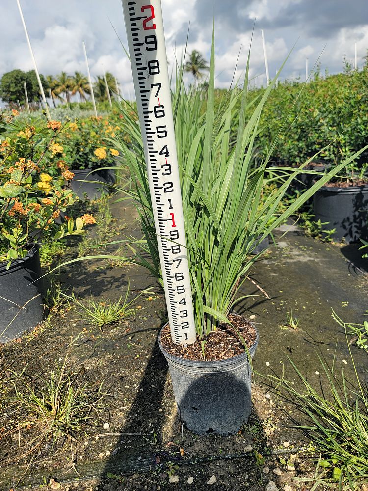 tripsacum-dactyloides-fakahatchee-grass-eastern-gamagrass