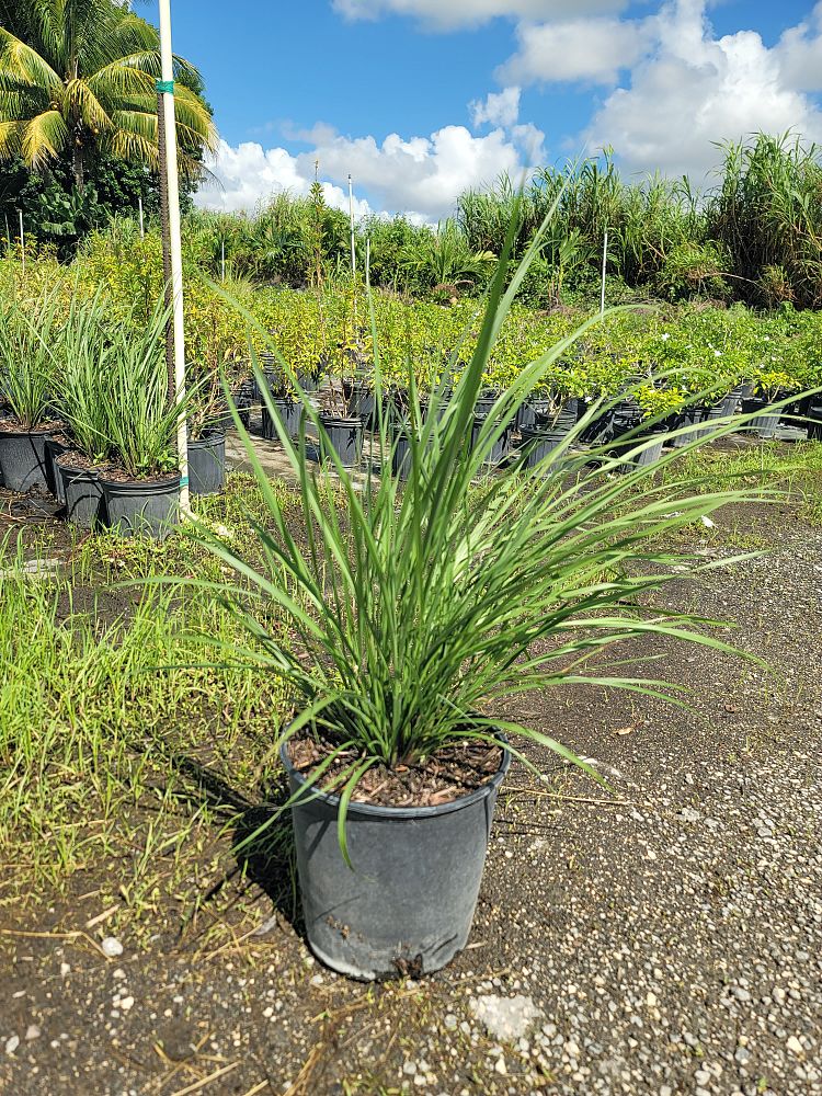 tripsacum-dactyloides-fakahatchee-grass-eastern-gamagrass