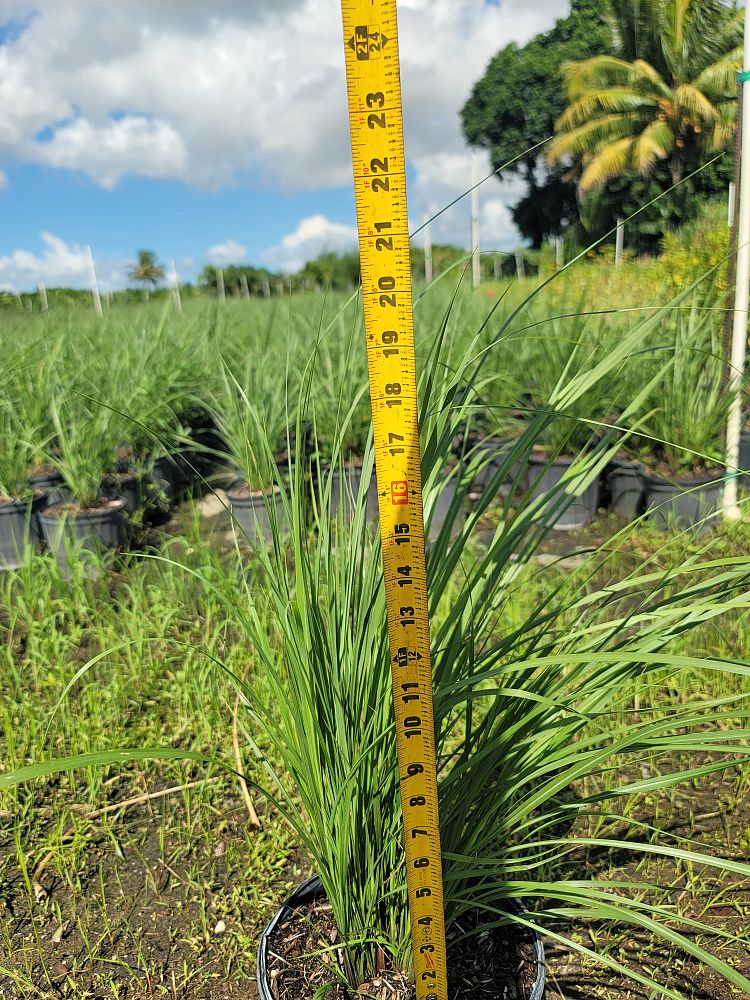tripsacum-dactyloides-fakahatchee-grass-eastern-gamagrass