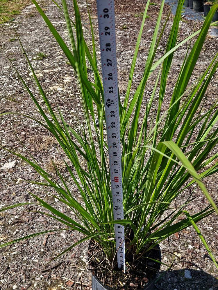 tripsacum-dactyloides-fakahatchee-grass-eastern-gamagrass
