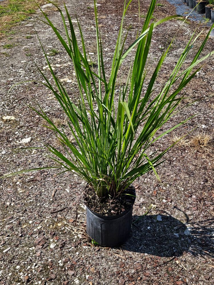 tripsacum-dactyloides-fakahatchee-grass-eastern-gamagrass