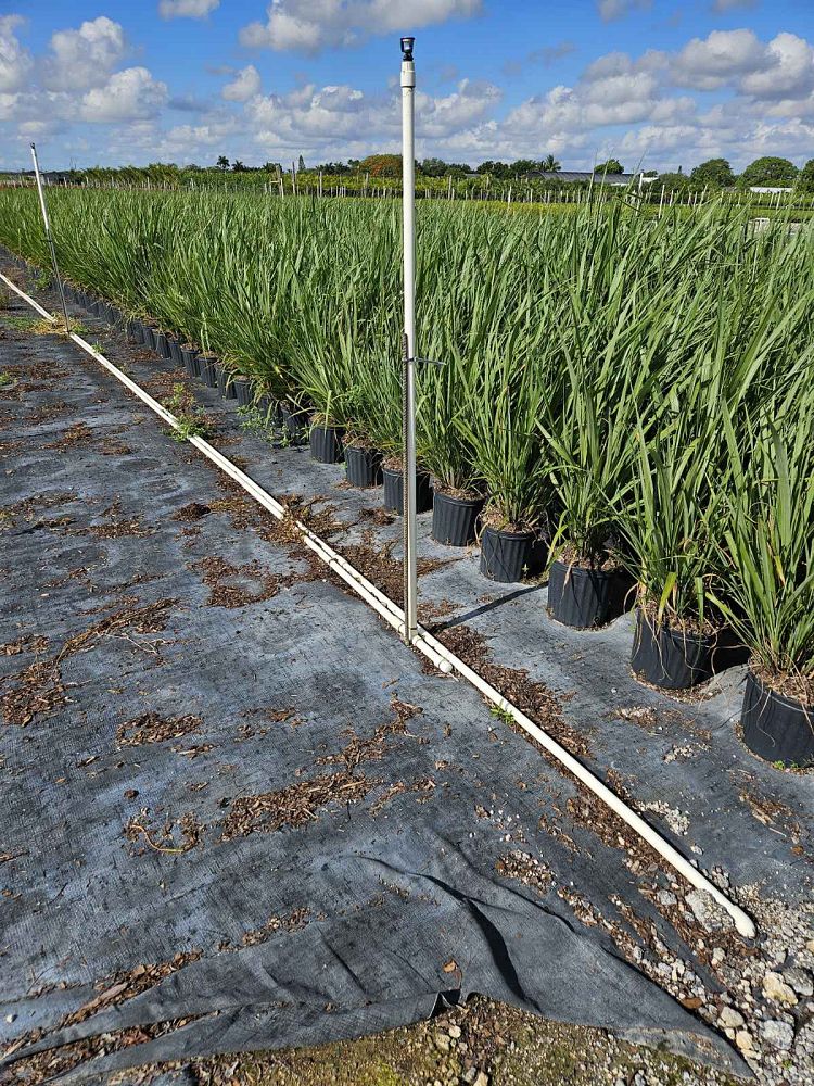 tripsacum-dactyloides-fakahatchee-grass-eastern-gamagrass