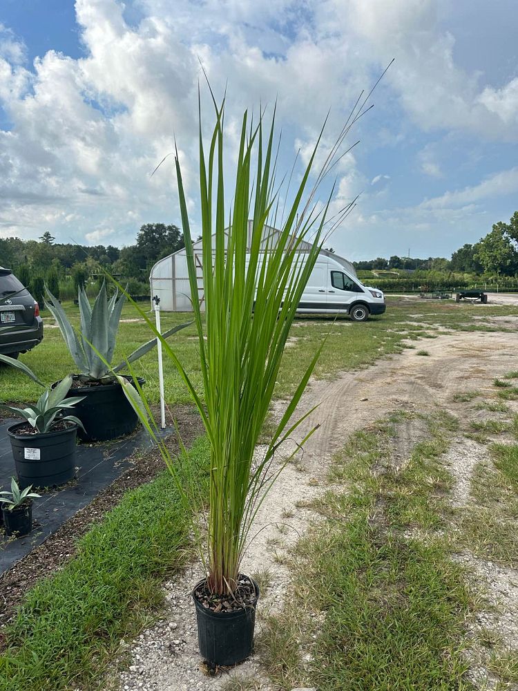 tripsacum-dactyloides-fakahatchee-grass-eastern-gamagrass