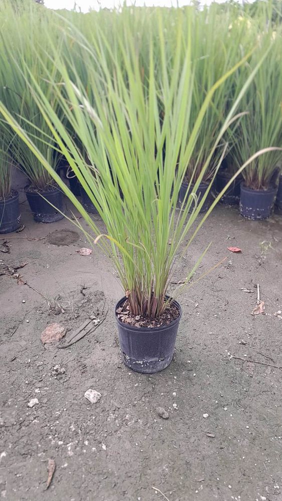 tripsacum-dactyloides-fakahatchee-grass-eastern-gamagrass