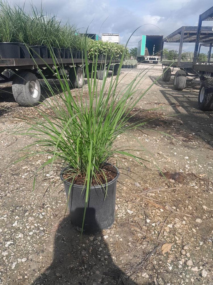 tripsacum-dactyloides-fakahatchee-grass-eastern-gamagrass