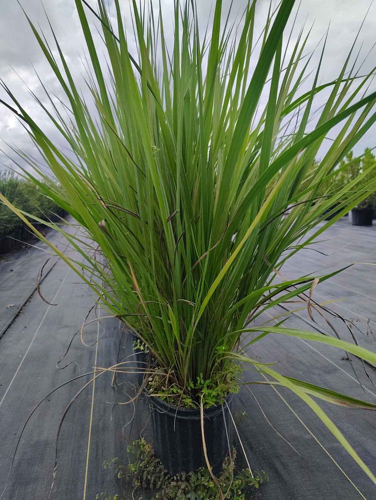 tripsacum-dactyloides-fakahatchee-grass-eastern-gamagrass