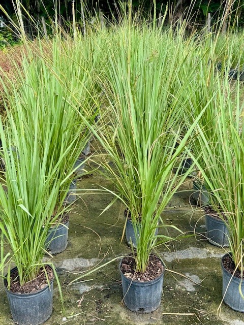 tripsacum-dactyloides-fakahatchee-grass-eastern-gamagrass