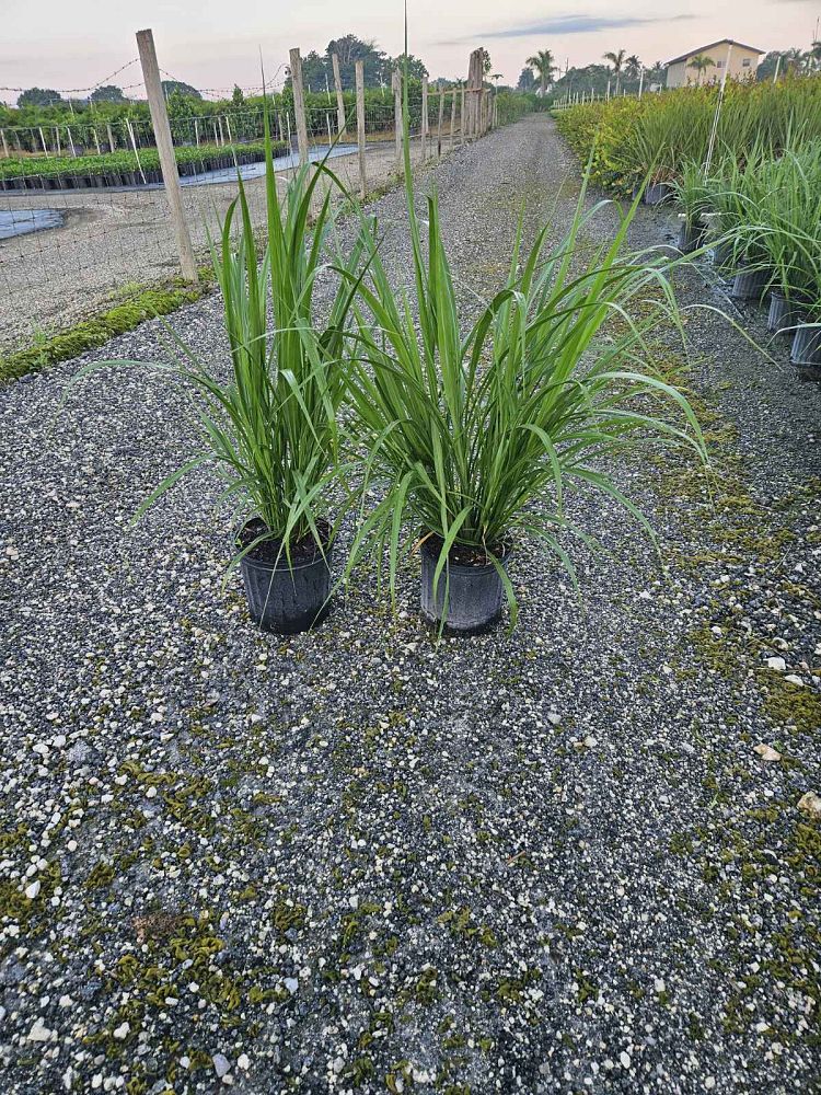 tripsacum-dactyloides-fakahatchee-grass-eastern-gamagrass