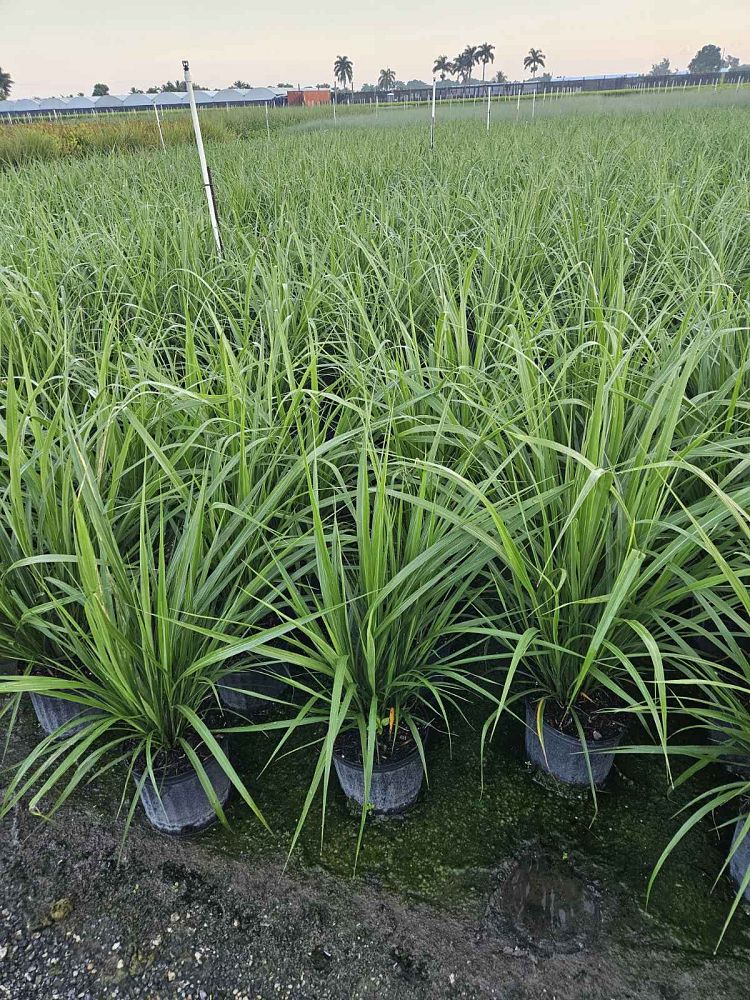 tripsacum-dactyloides-fakahatchee-grass-eastern-gamagrass