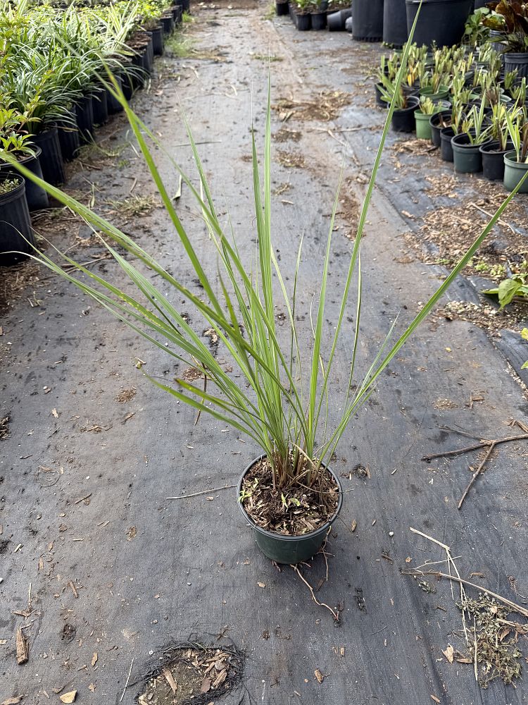 tripsacum-dactyloides-fakahatchee-grass-eastern-gamagrass