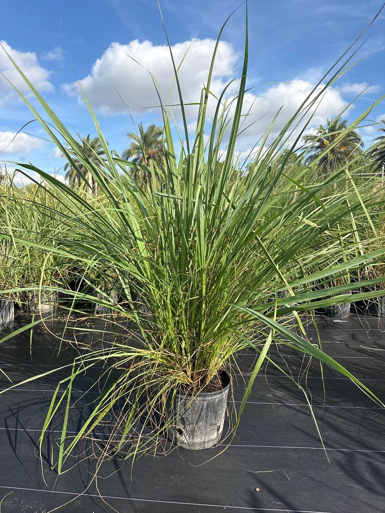 tripsacum-dactyloides-fakahatchee-grass-eastern-gamagrass