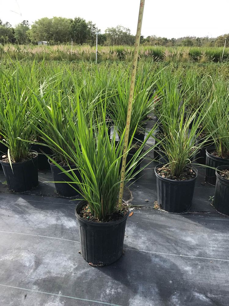 tripsacum-dactyloides-x-floridana-half-a-hatchee-grass