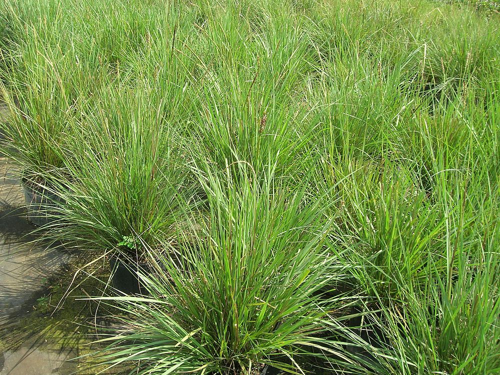 tripsacum-floridana-florida-gama-grass-dwarf-fakahatchee