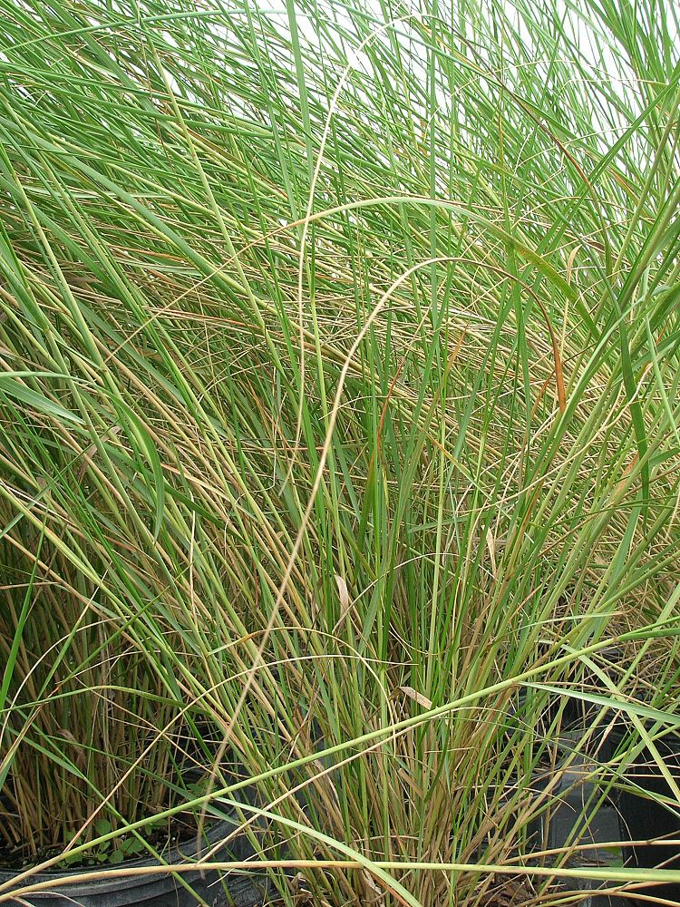 tripsacum-floridana-florida-gama-grass-dwarf-fakahatchee