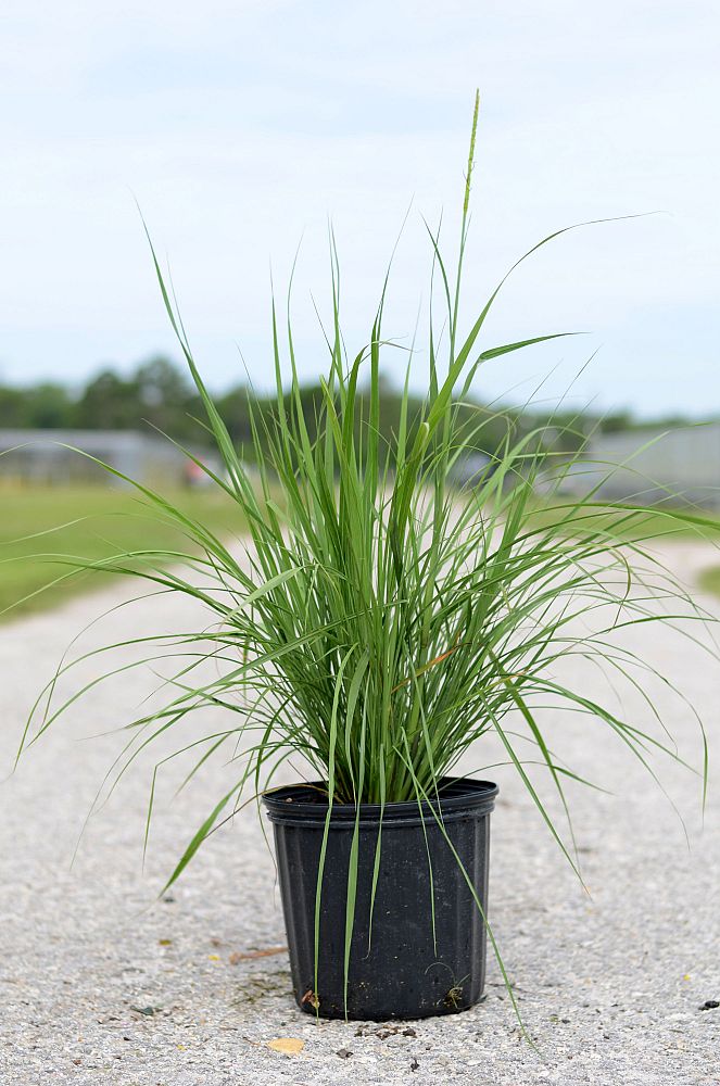 tripsacum-floridana-florida-gama-grass-dwarf-fakahatchee