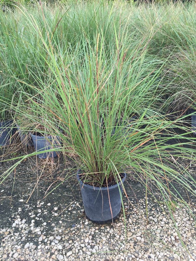 tripsacum-floridana-florida-gama-grass-dwarf-fakahatchee
