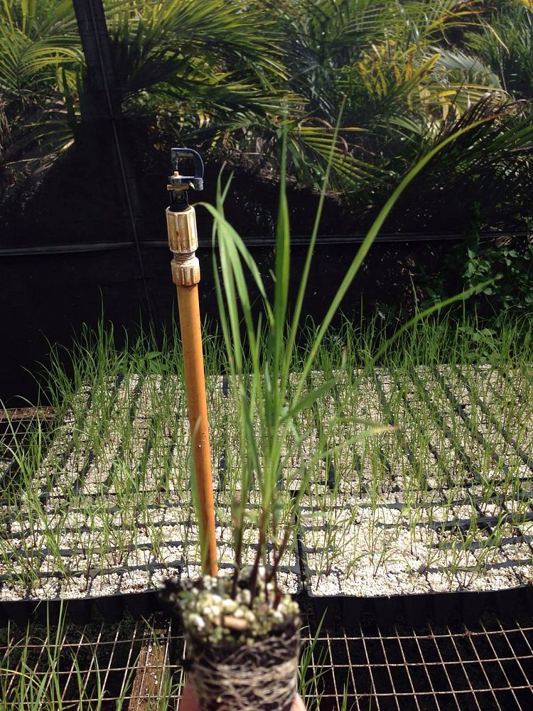 tripsacum-floridana-florida-gama-grass-dwarf-fakahatchee