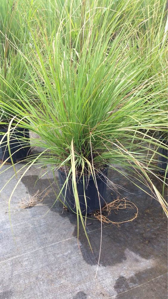 tripsacum-floridana-florida-gama-grass-dwarf-fakahatchee