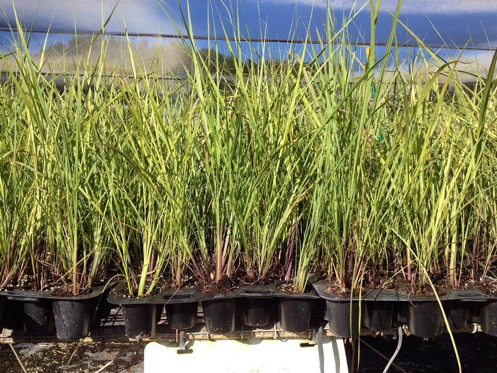 tripsacum-floridana-florida-gama-grass-dwarf-fakahatchee