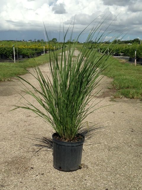 tripsacum-floridana-florida-gama-grass-dwarf-fakahatchee