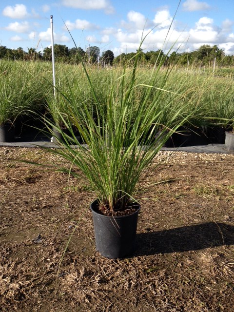 tripsacum-floridana-florida-gama-grass-dwarf-fakahatchee