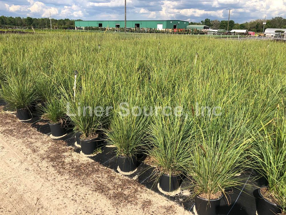 tripsacum-floridana-florida-gama-grass-dwarf-fakahatchee