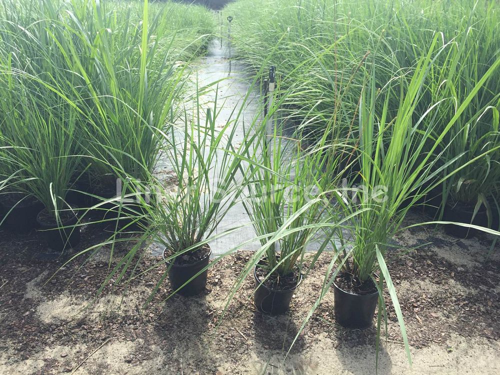 tripsacum-floridana-florida-gama-grass-dwarf-fakahatchee