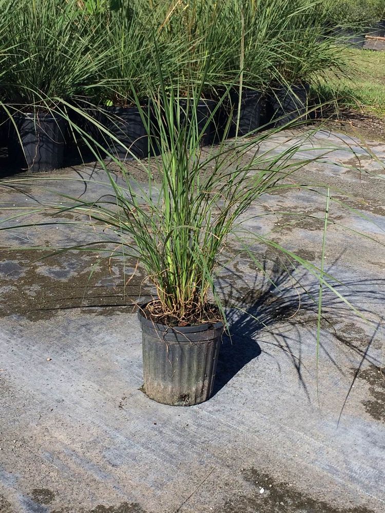 tripsacum-floridana-florida-gama-grass-dwarf-fakahatchee
