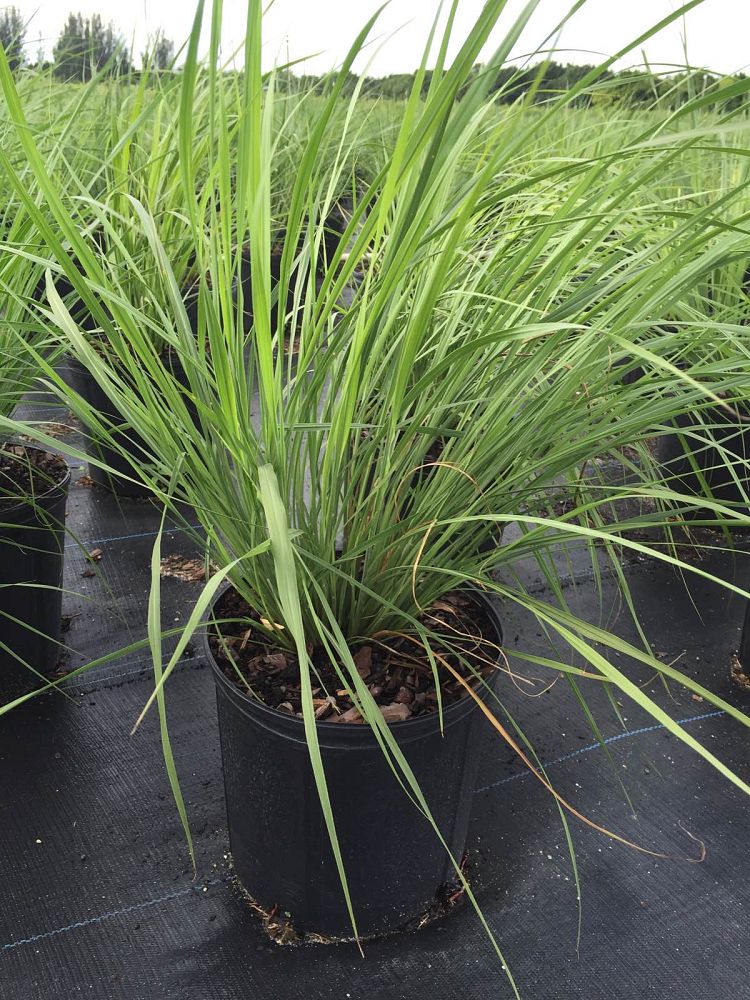 tripsacum-floridana-florida-gama-grass-dwarf-fakahatchee