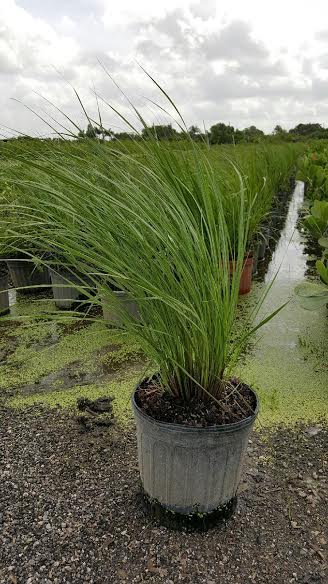 tripsacum-floridana-florida-gama-grass-dwarf-fakahatchee