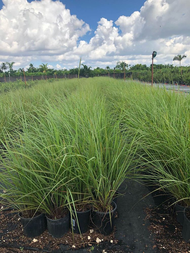 tripsacum-floridana-florida-gama-grass-dwarf-fakahatchee