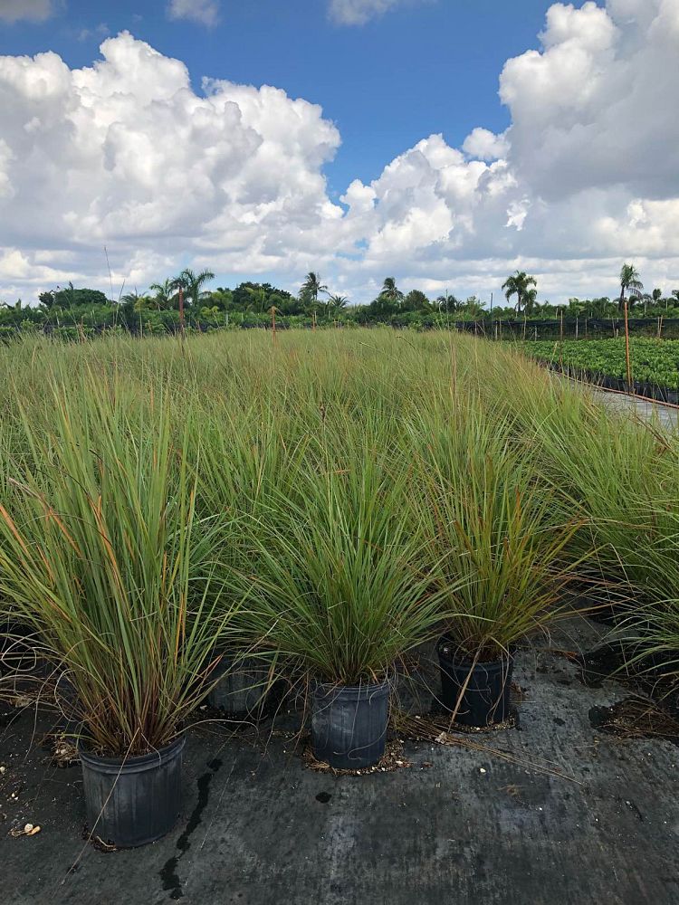tripsacum-floridana-florida-gama-grass-dwarf-fakahatchee