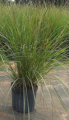 tripsacum-floridana-florida-gama-grass-dwarf-fakahatchee