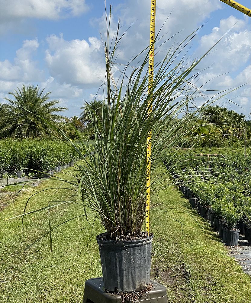 tripsacum-floridana-florida-gama-grass-dwarf-fakahatchee