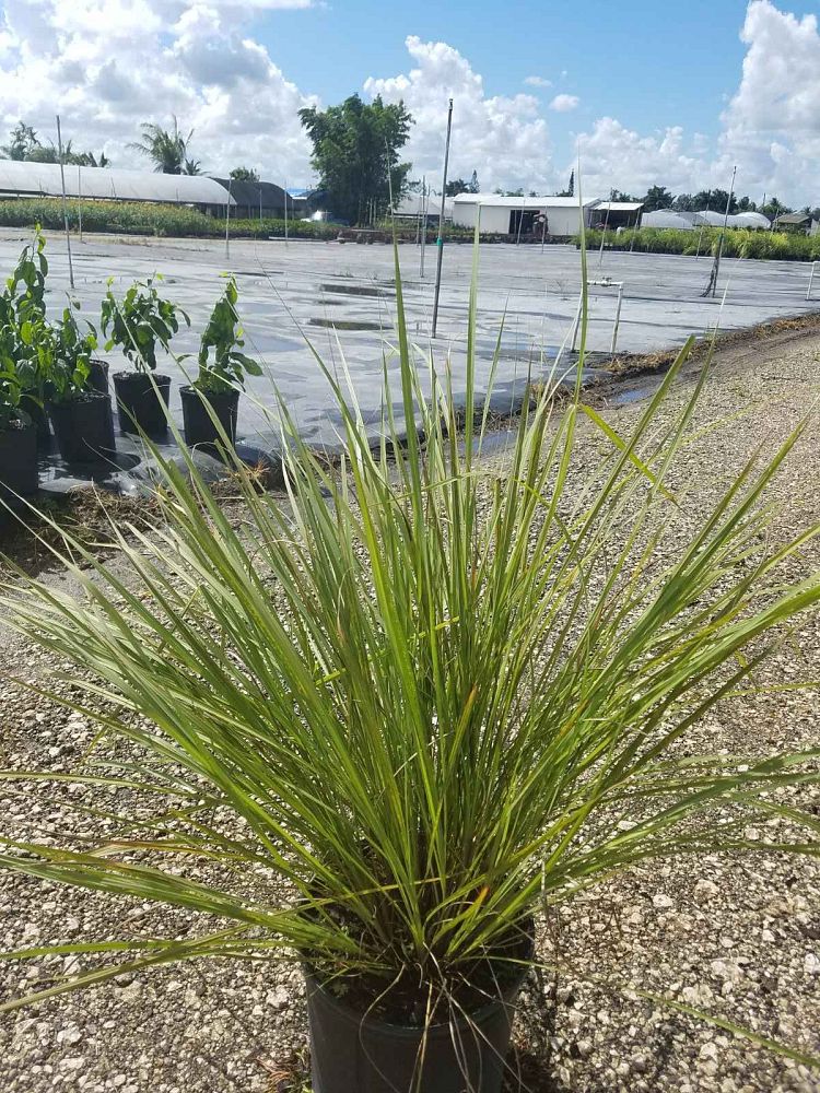 tripsacum-floridana-florida-gama-grass-dwarf-fakahatchee