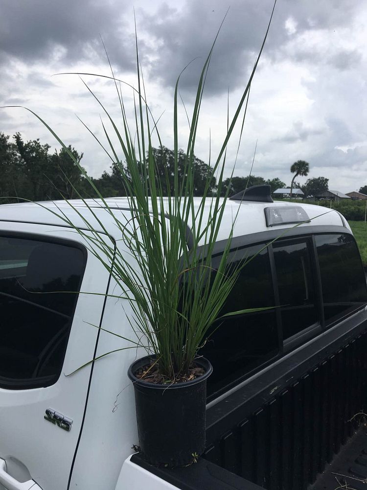 tripsacum-floridana-florida-gama-grass-dwarf-fakahatchee