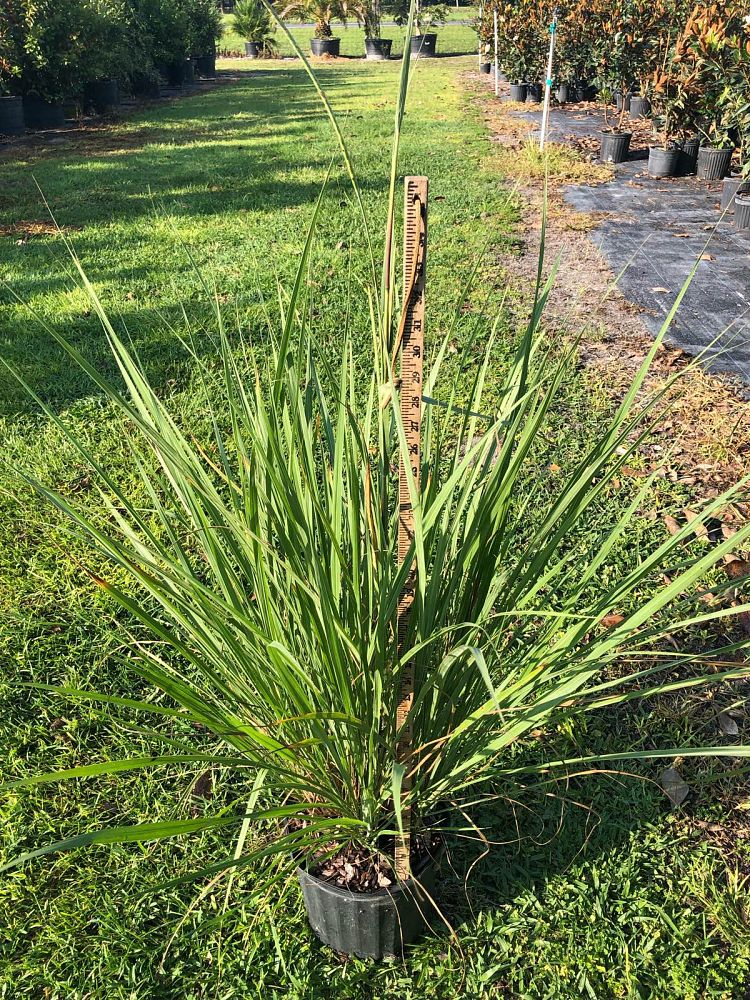 tripsacum-floridana-florida-gama-grass-dwarf-fakahatchee