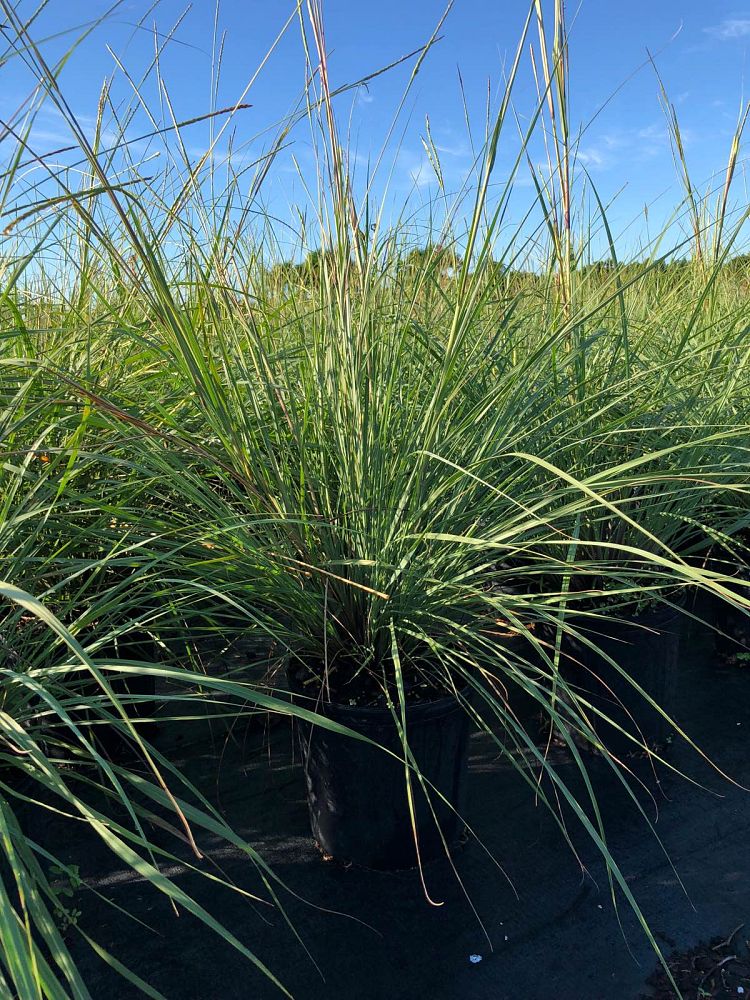 tripsacum-floridana-florida-gama-grass-dwarf-fakahatchee
