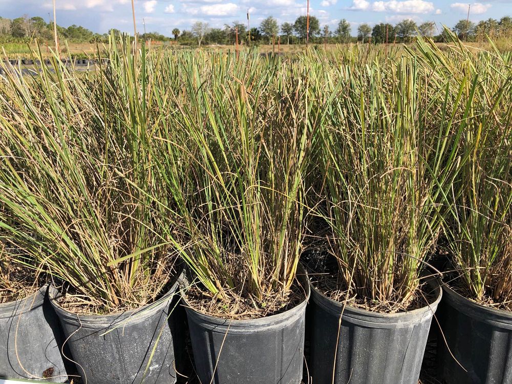 tripsacum-floridana-florida-gama-grass-dwarf-fakahatchee