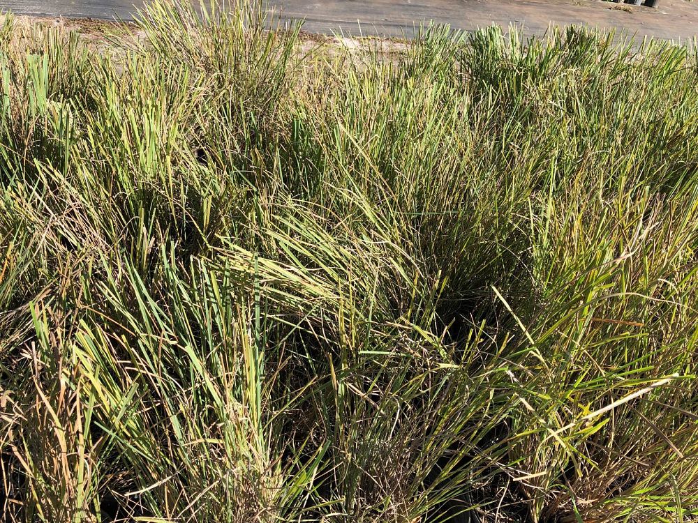 tripsacum-floridana-florida-gama-grass-dwarf-fakahatchee