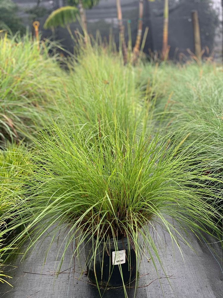 tripsacum-floridana-florida-gama-grass-dwarf-fakahatchee