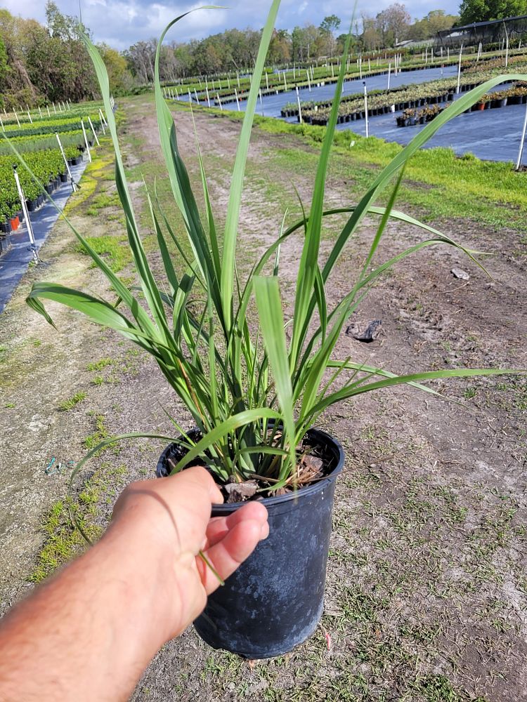 tripsacum-floridana-florida-gama-grass-dwarf-fakahatchee