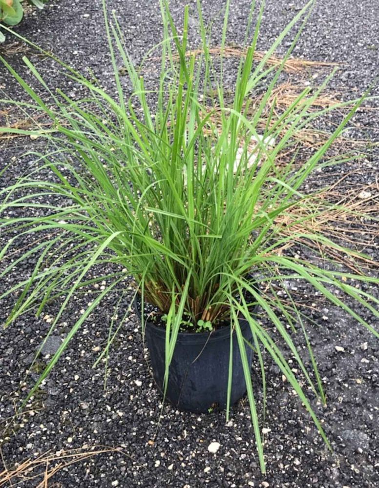tripsacum-floridana-florida-gama-grass-dwarf-fakahatchee