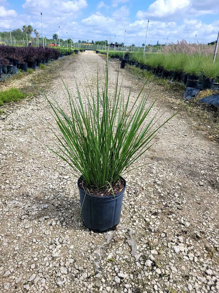 tripsacum-floridana-florida-gama-grass-dwarf-fakahatchee