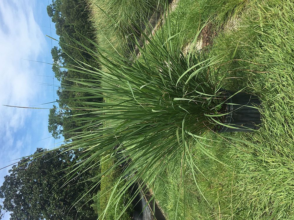 tripsacum-floridana-florida-gama-grass-dwarf-fakahatchee