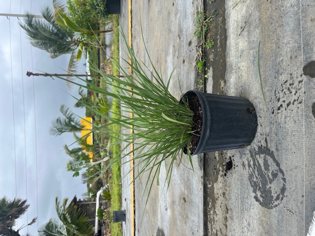 tripsacum-floridana-florida-gama-grass-dwarf-fakahatchee